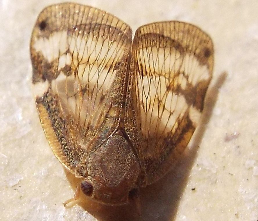 Cicadidae (?) australiane